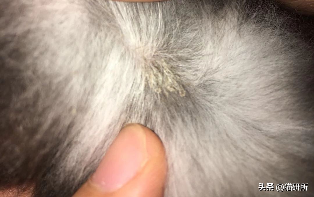 喵星人得了猫癣怎么办,宠物冷知识猫咪得了猫癣该怎么办