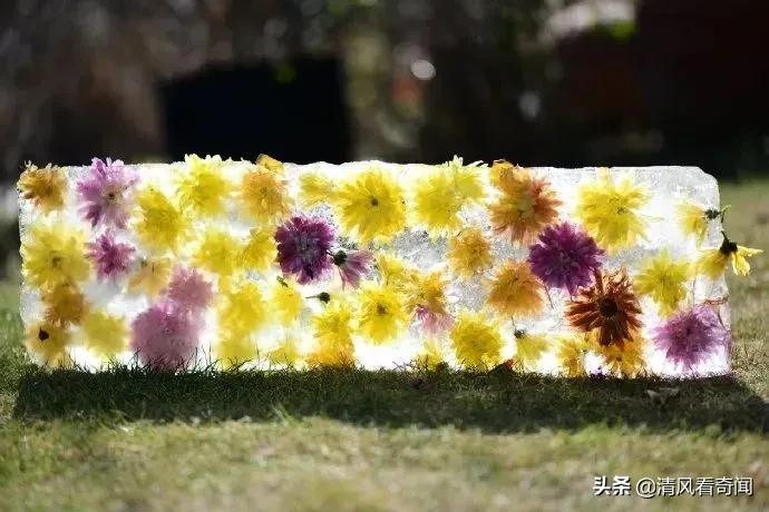 冻冰花美篇,冻冰花的美篇