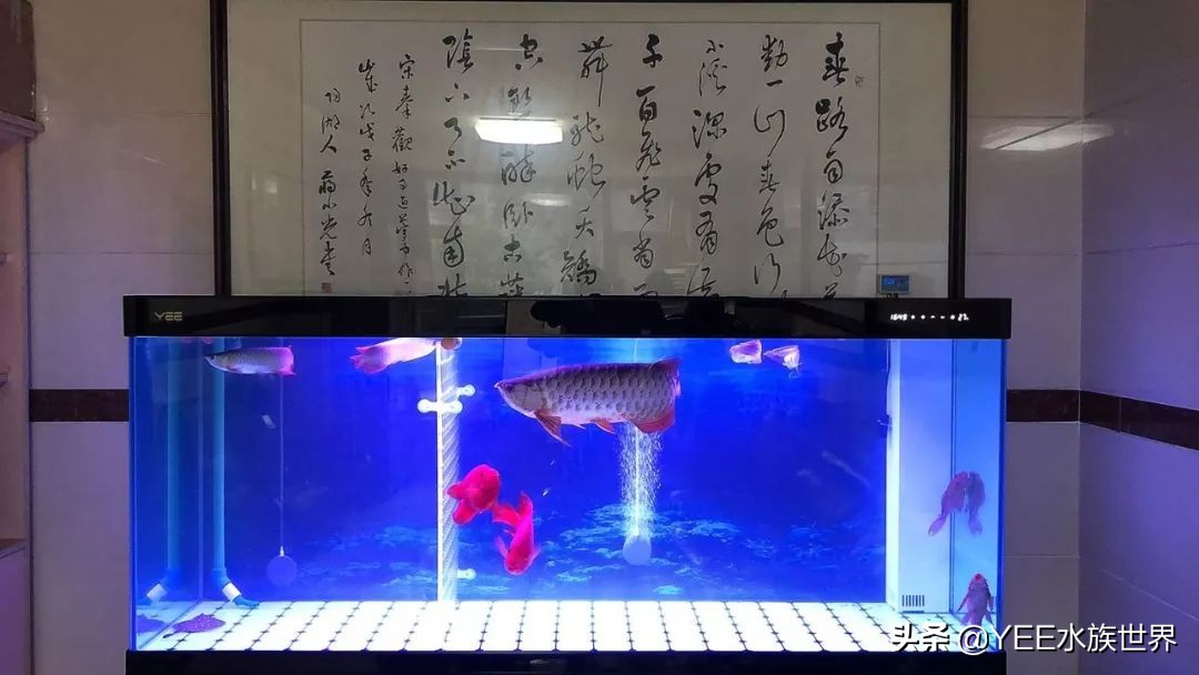 鱼缸专用胶哪种最好,鱼缸胶是什么类型的胶水