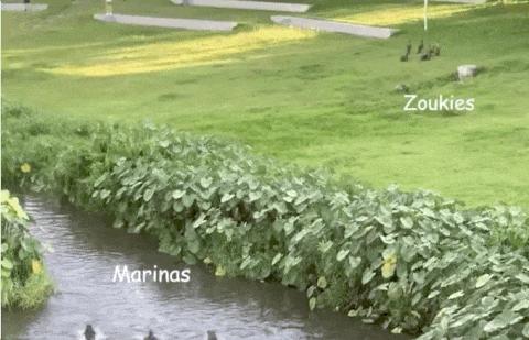 新加坡打架最惨烈的一次,新加坡出租车司机种族冲突