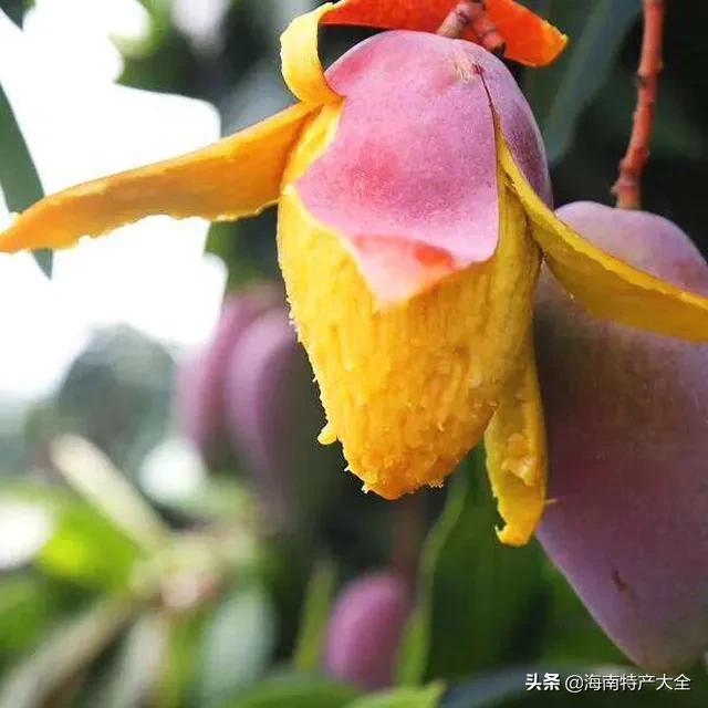 海南树上熟贵妃芒5斤,树上熟的贵妃芒真的假的