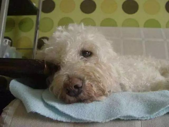 爱犬生病了,爱犬病的处理方法