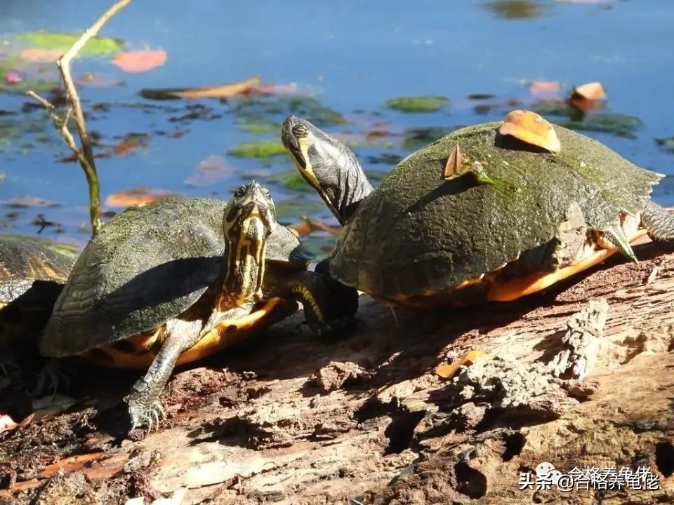 晒太阳的龟,晒太阳晒太阳
