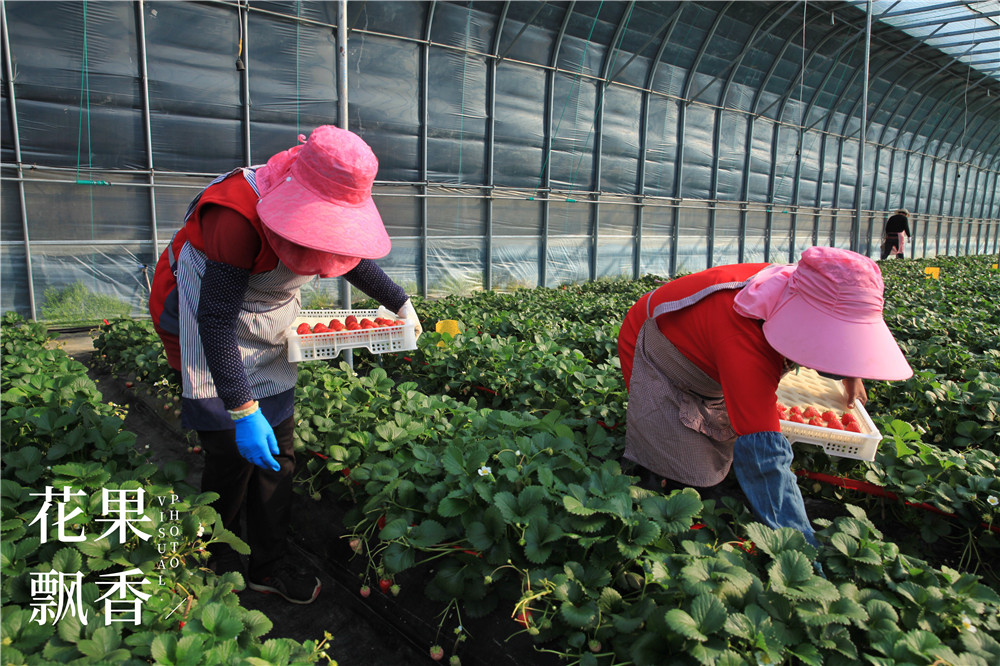 四川种植草莓的成本及利润,一亩大棚草莓的真实利润