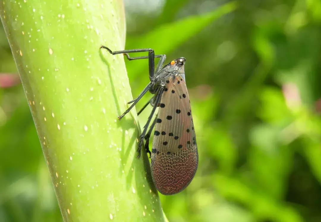 猕猴桃八大虫害图,猕猴桃虫害防治方法