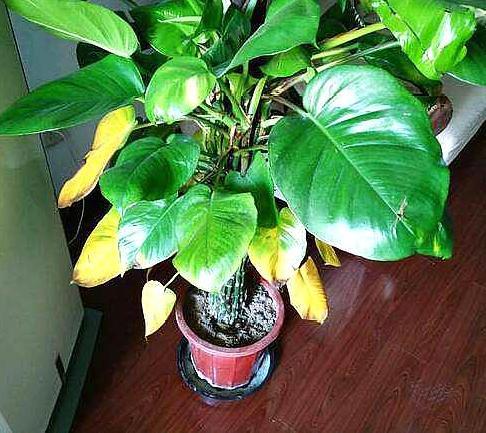 大叶绿萝如何让下部出新叶,大叶绿萝柱下部没叶子了怎么办