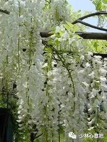 动物中药功效大全,中药药材大全及功效