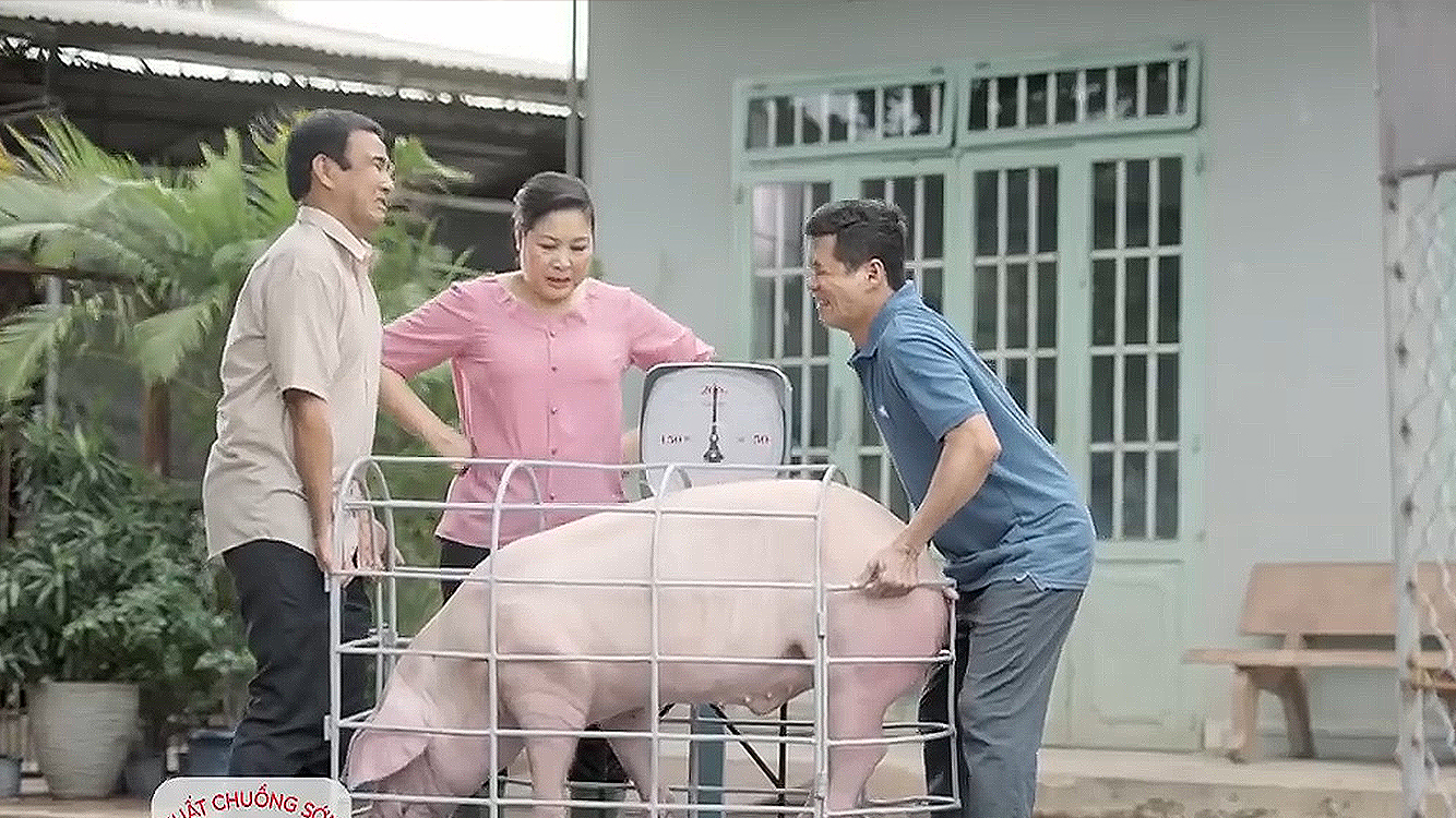 母猪批次化生产注意事项,母猪批次化管理需要制定哪些表格