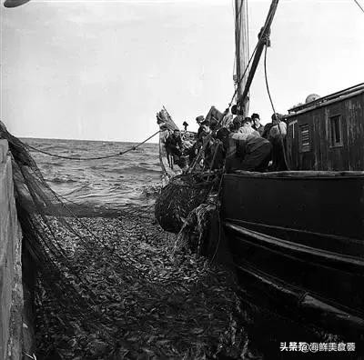 曾是四大海产之一,靠叫声互相识别,却被人类用噪声团灭