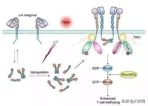 发烧到底要不要赶紧吃退烧药,持续发烧38度以上退烧药