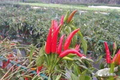 商丘五星级酒店投资多少钱,商丘星级酒店项目