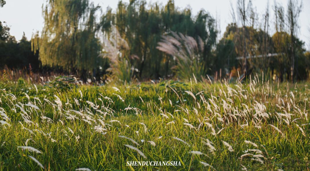 长沙旅游攻略必玩的十大景点介绍,长沙适合秋季打卡的景点