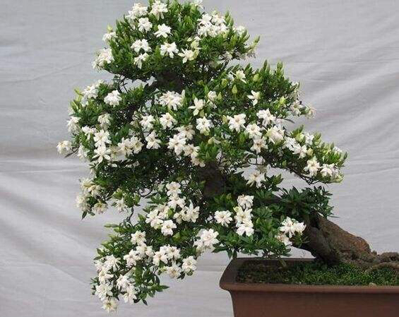 养栀子花的方法和注意事项有哪些,栀子花怎么养开花多不黄叶