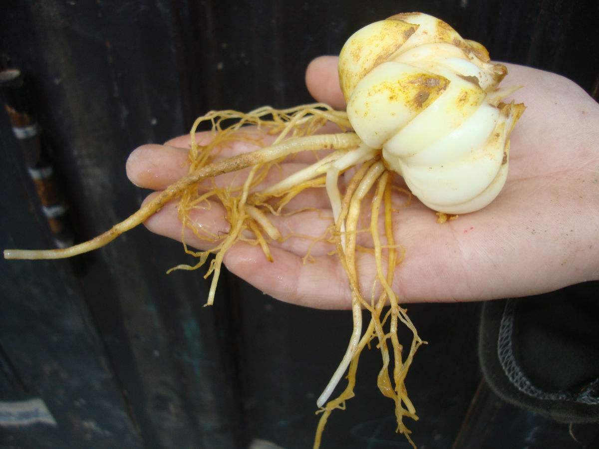 冬天盆栽百合花怎么养护,百合花冬天怎么样管理