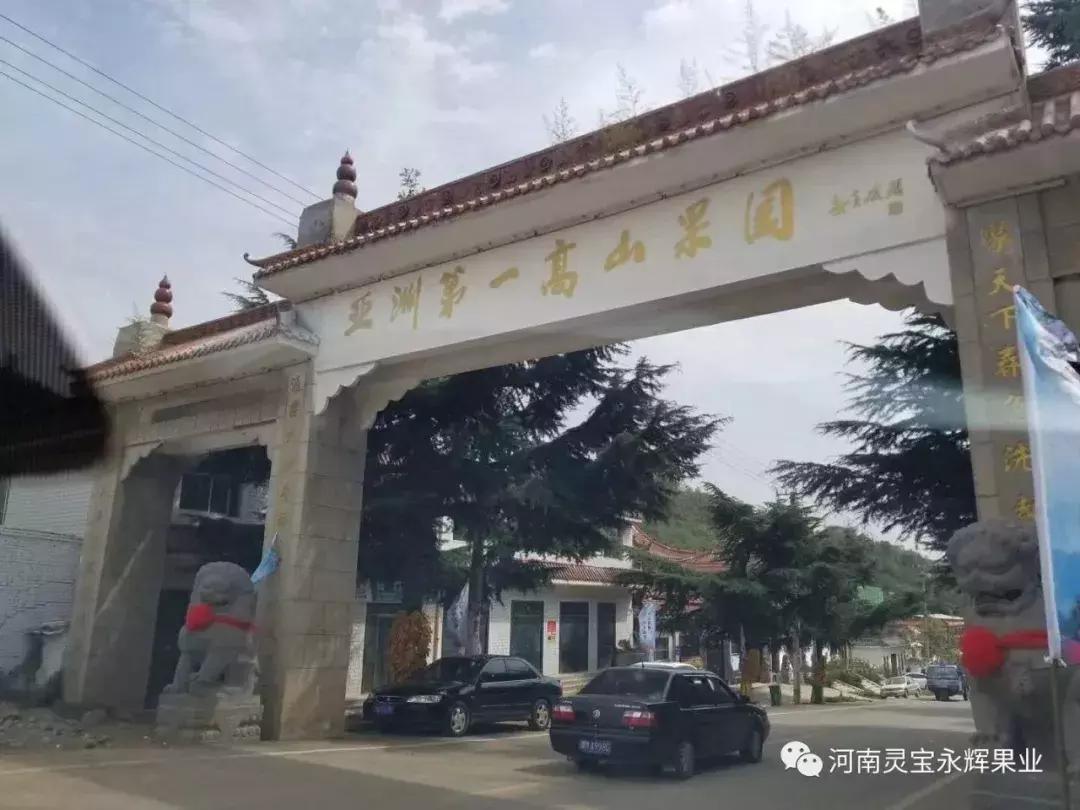 30元一颗的“灵宝金苹果”，如何在跌宕起伏的水果行业稳固生存？