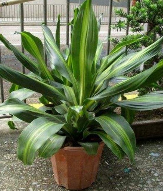 巴西铁树发蔫,巴西铁树开花太香人受不了怎么办