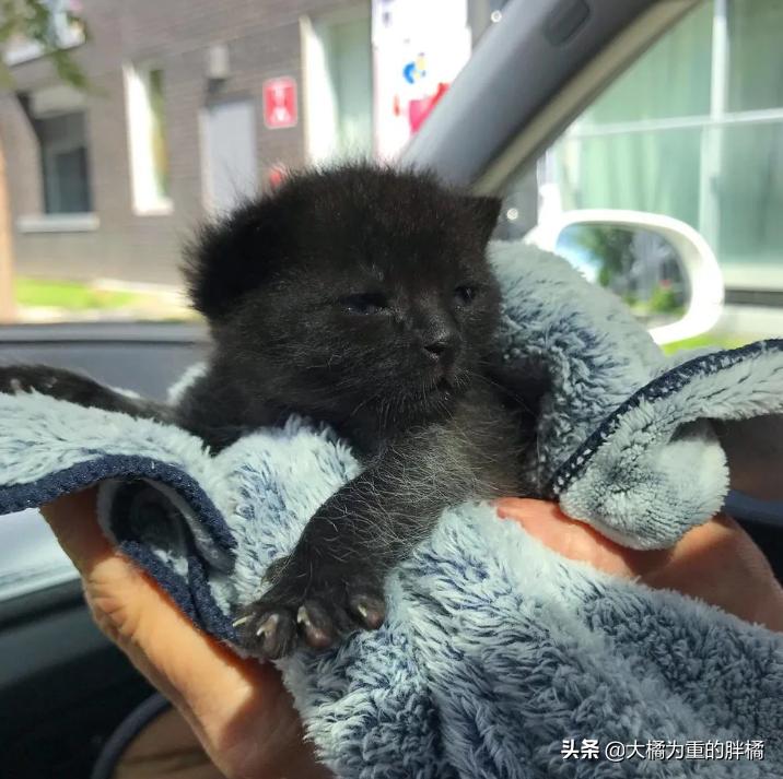 小猫被主人发现,小猫被主人发现就撒娇