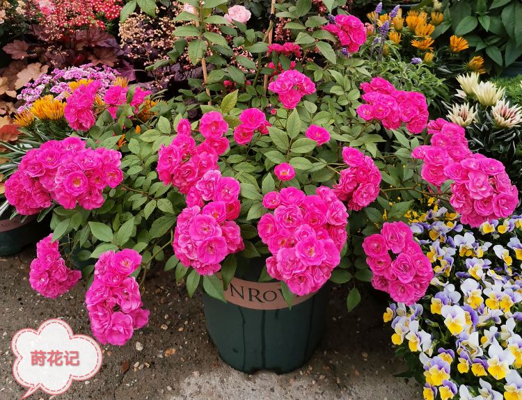 梅雨季节月季怎样抗黑斑病,夏天雨季月季黑斑病很严重怎么办