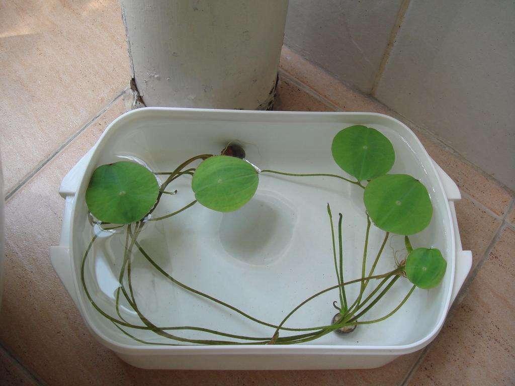 碗莲移栽最佳时间和方法,碗莲移栽叶子发黄怎么办