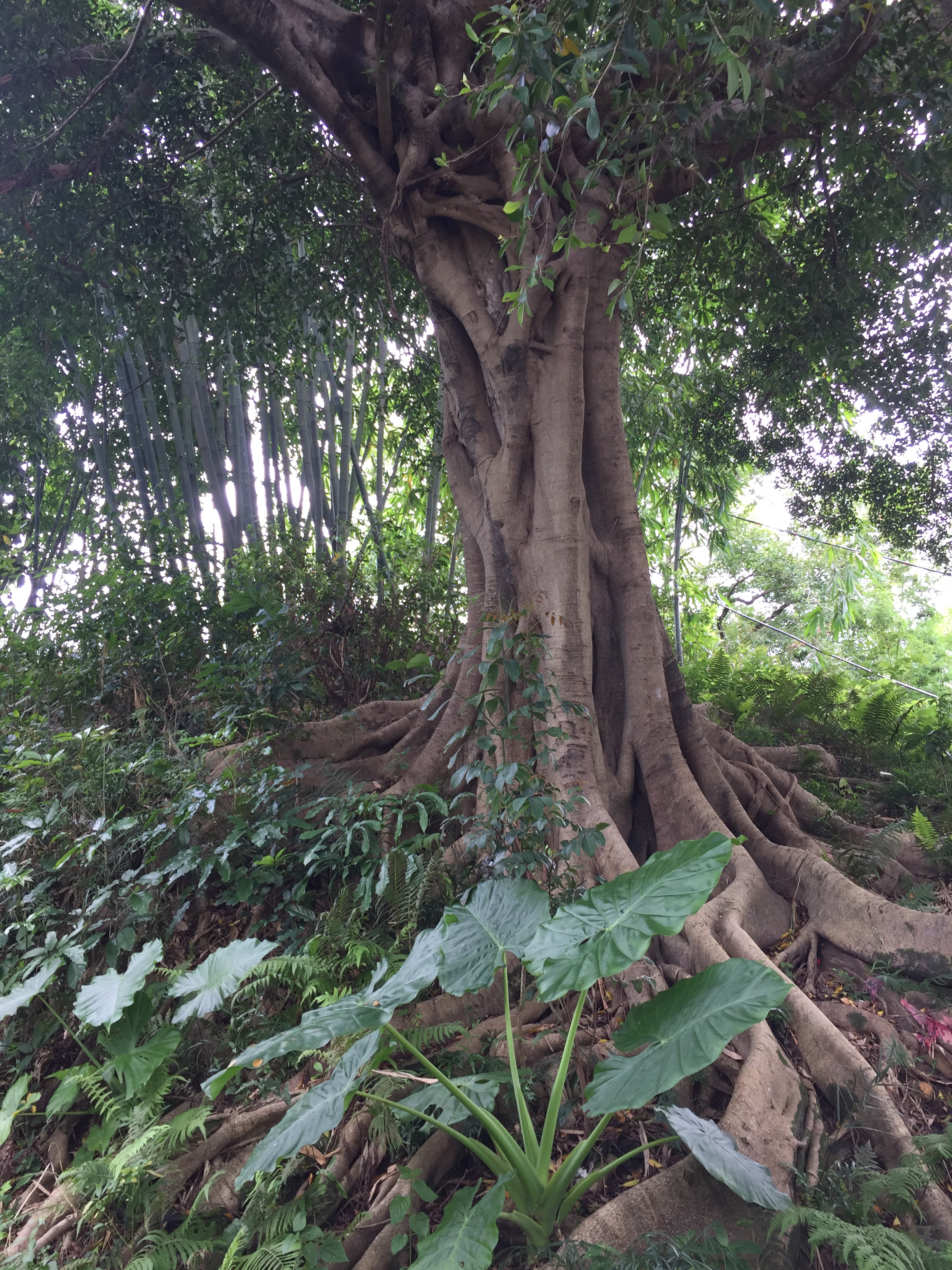 张廖官陂厚嗣坑的解字注释字面解读