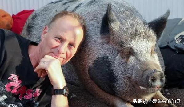 茶杯猪相当于人类智商,茶杯猪是什么样的猪