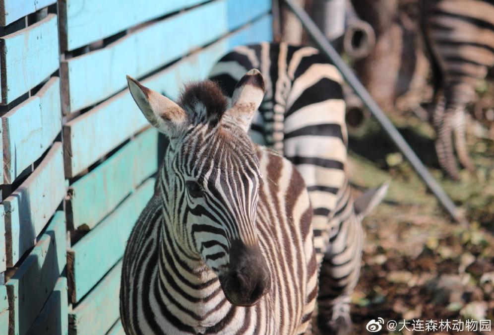 海滩再现绝美荧光海宛如蓝色星河,成都荧光海滩