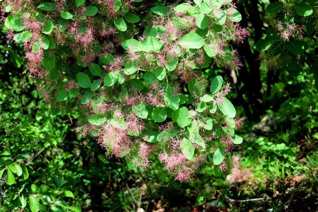 临朐石门坊风景区路线,临朐石门坊风景区