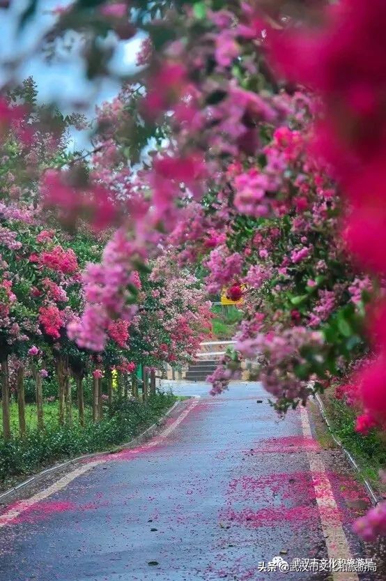 八月份武汉攻略,武汉八月旅游攻略