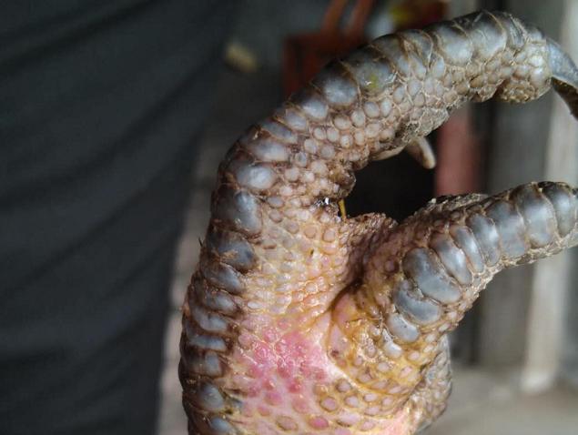 鸡关节炎是什么原因引起的,鸡关节肿变形不会走是什么病