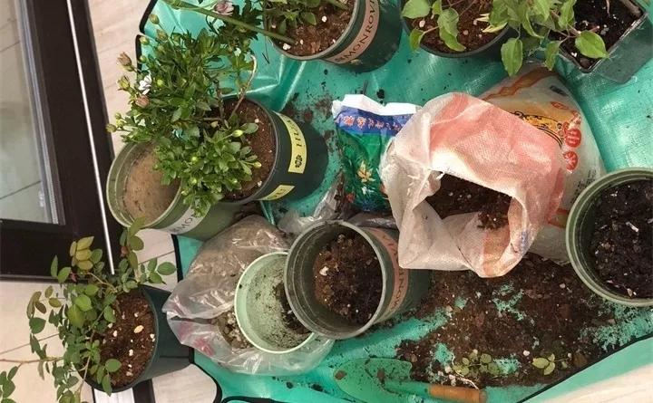 盆栽花发蔫什么原因,买回来的花很快就蔫的原因