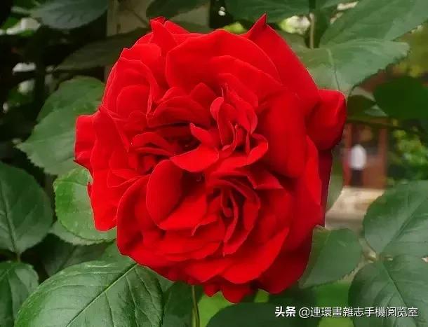 各种花的花语文案,花的花语100种