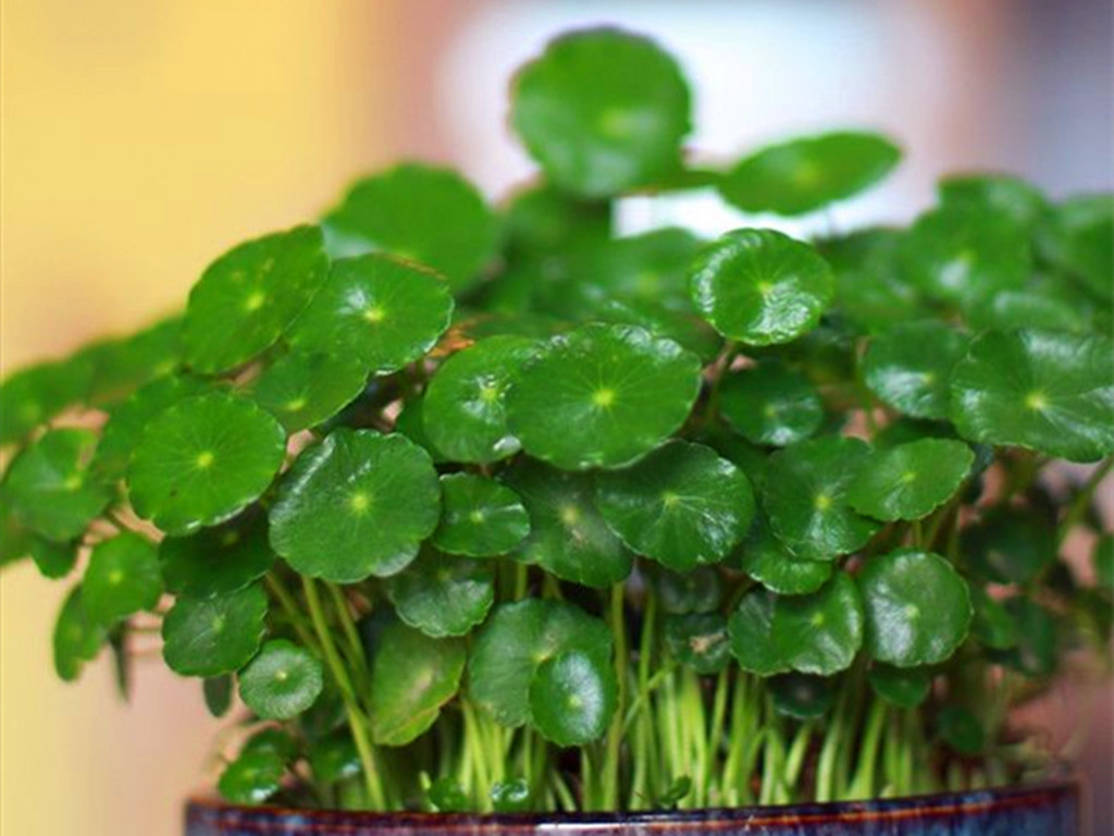 三种最好养的绿植,盆栽观赏草有哪些