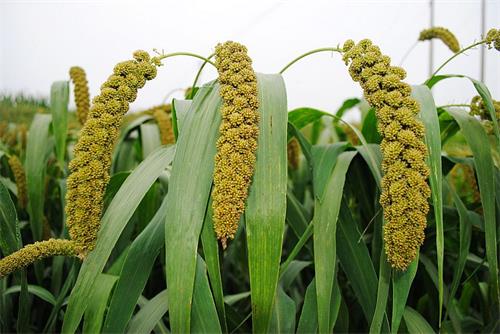 五谷杂粮哪5种五谷,五谷杂粮指的是什么米