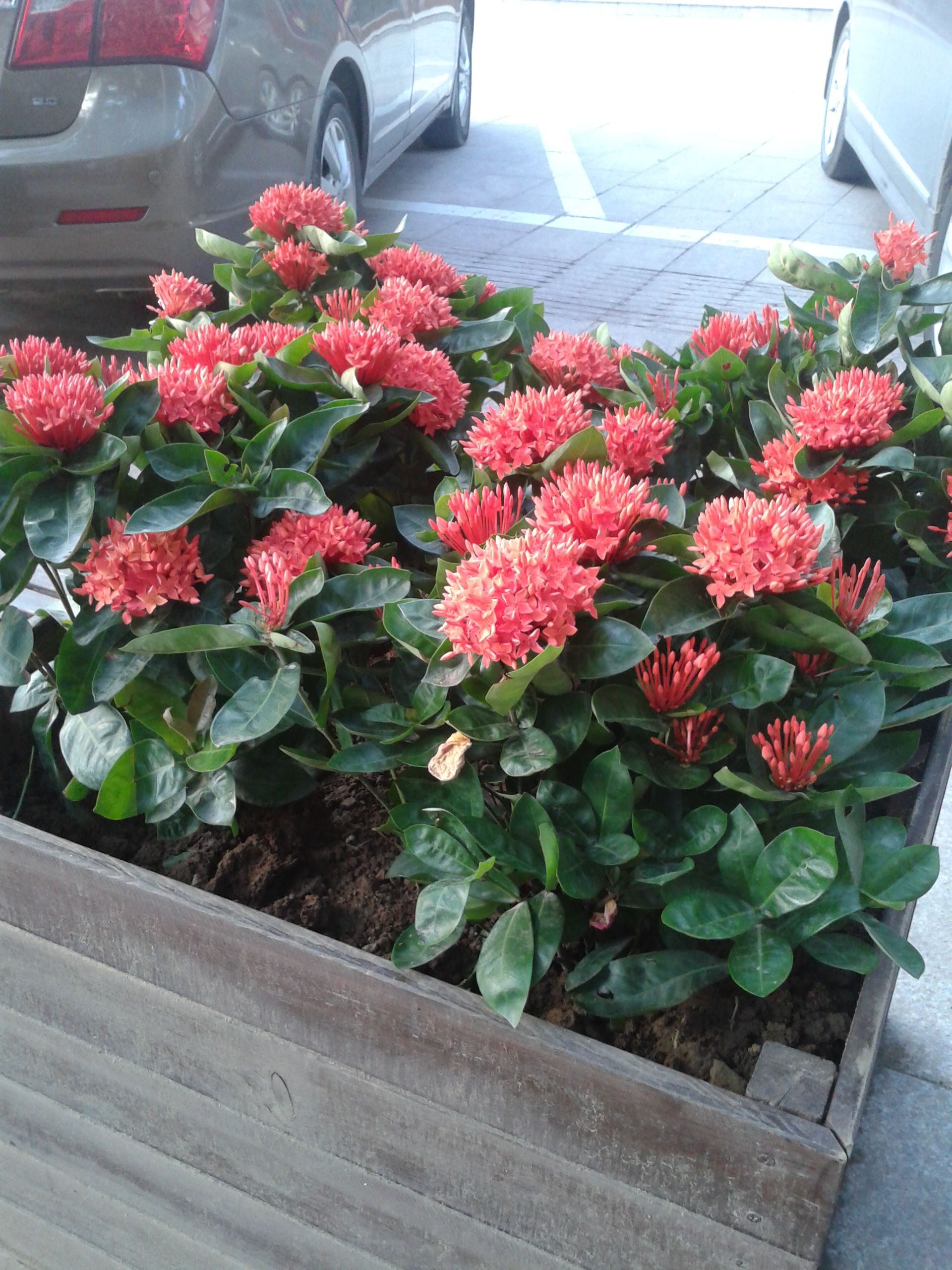 海岛龙船花室内养护,龙船花绿植盆栽怎么养