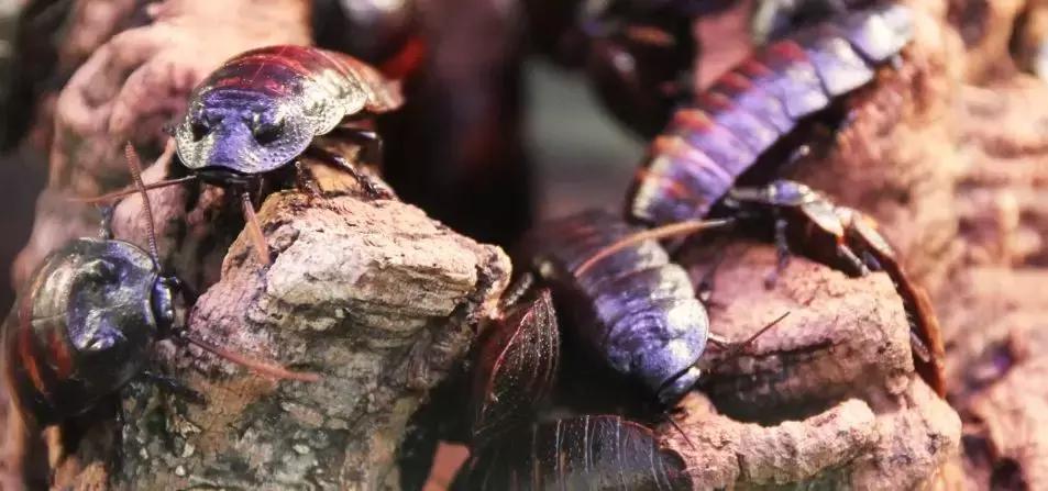 处理厨余垃圾的虫子,可以清理厨余垃圾的虫子