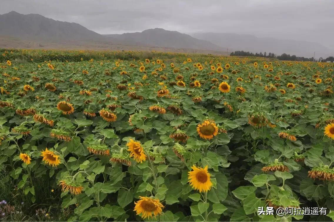 青海湖旅游小环线攻略路线推荐,暑假青海湖三日游旅游攻略