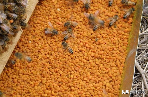 越冬时蜜蜂喂白糖水好还是不喂好,越冬蜂蜜喂蜜蜂的正确方法