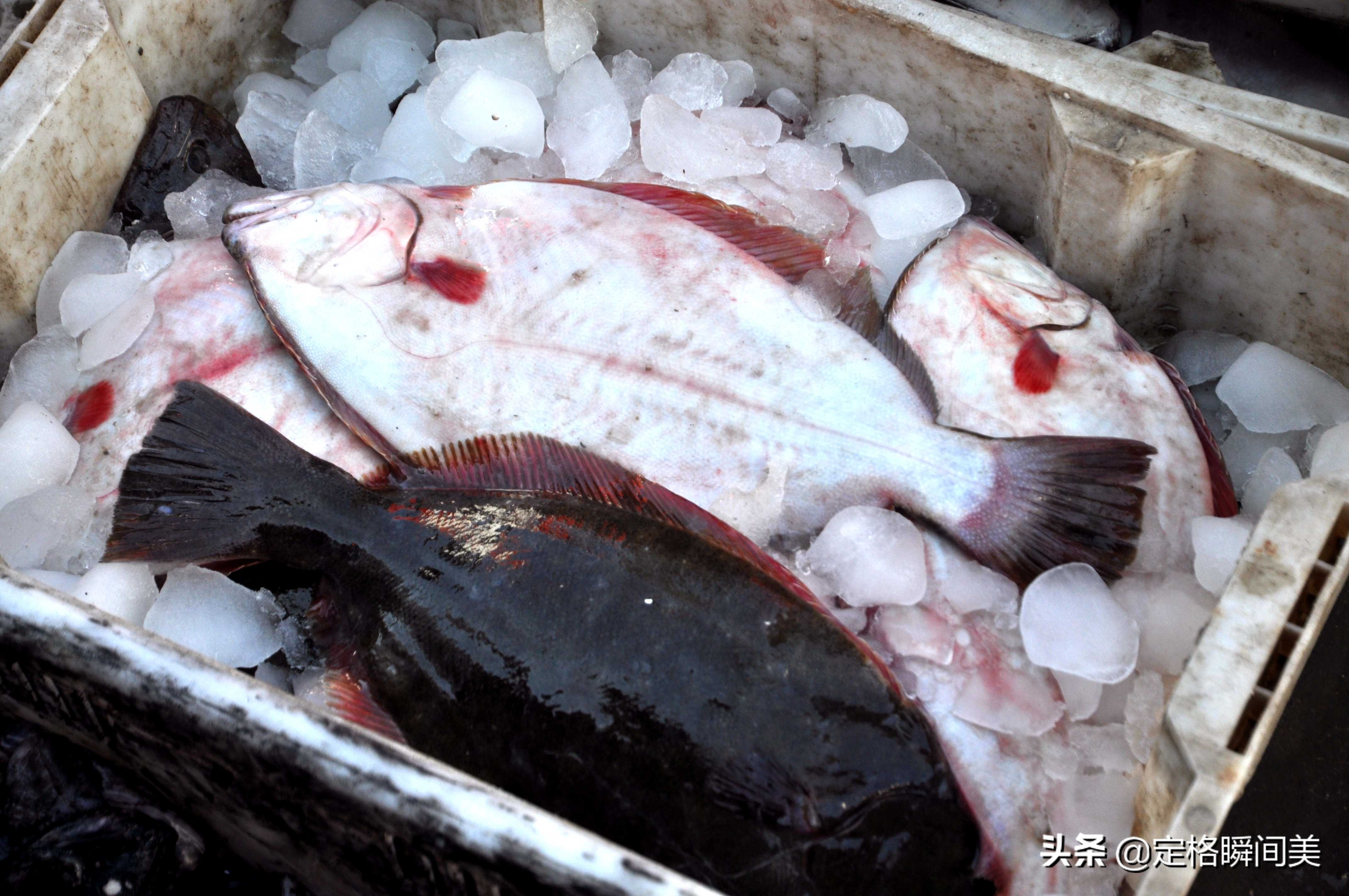 青岛开海海鲜种类,青岛开海后的海鲜价格