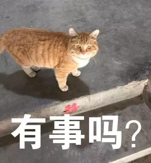 猫圈一定是魔咒吗,猫圈玄学黑猫