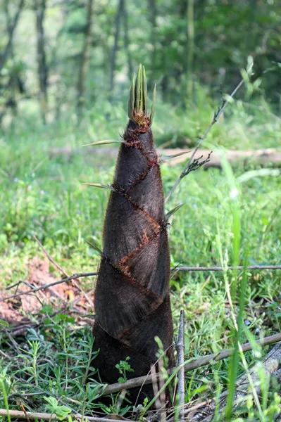 宁波人最近常吃的这道家常菜,有人连吃好几天,竟吐血送进医院!
