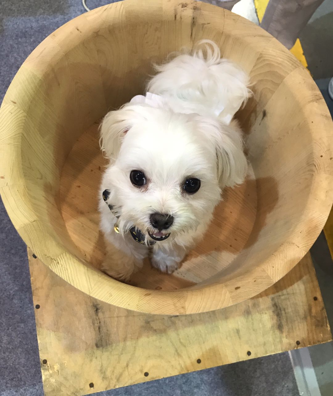 绿色的植物洗发水,绿色农场洗发水好用是真的吗