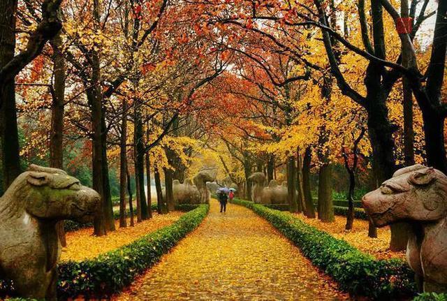 南京秋天旅行攻略,来南京体验秋天浪漫