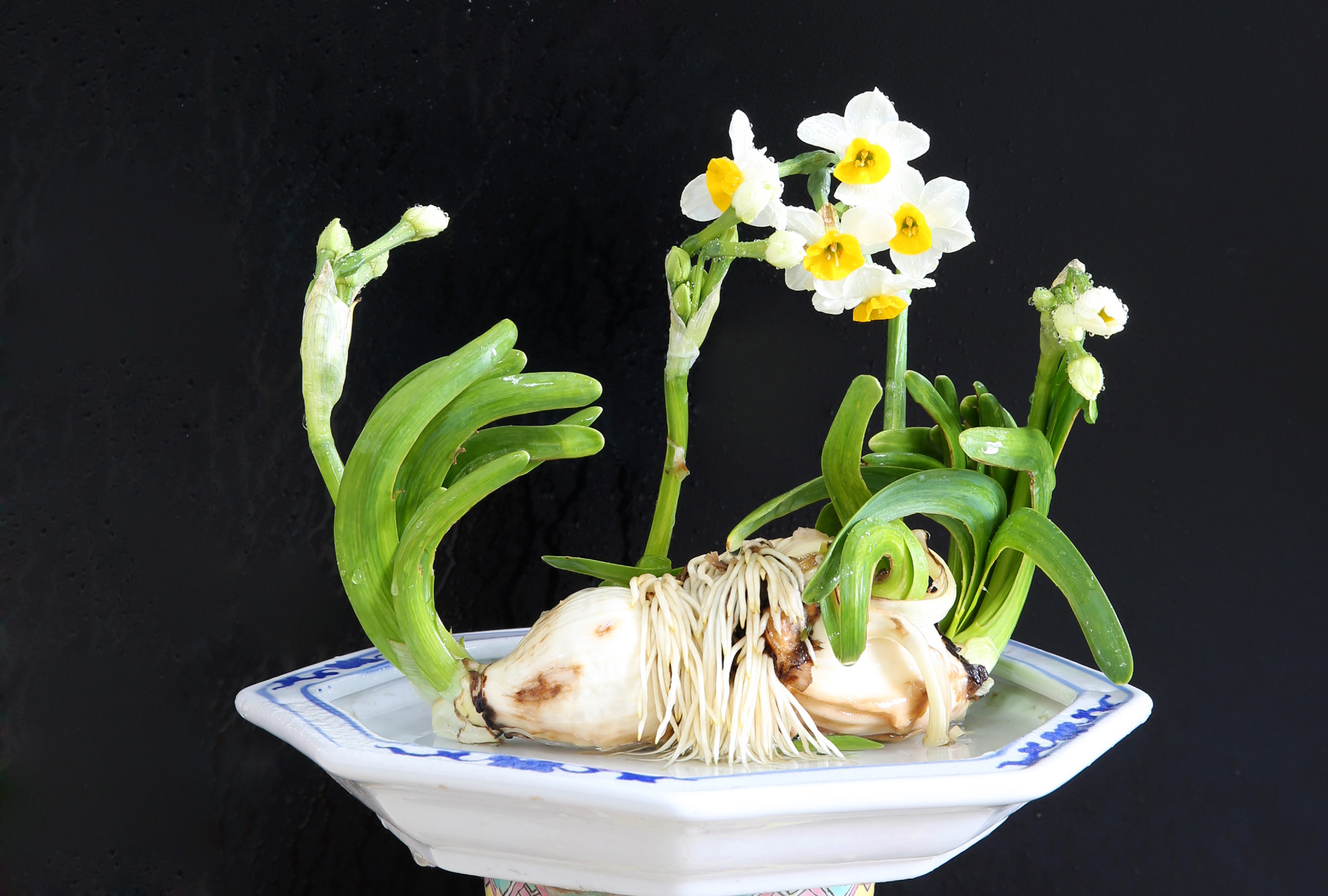 水仙花烂根了怎么挽救多菌灵,水仙花烂根叶黄怎样能让再生根