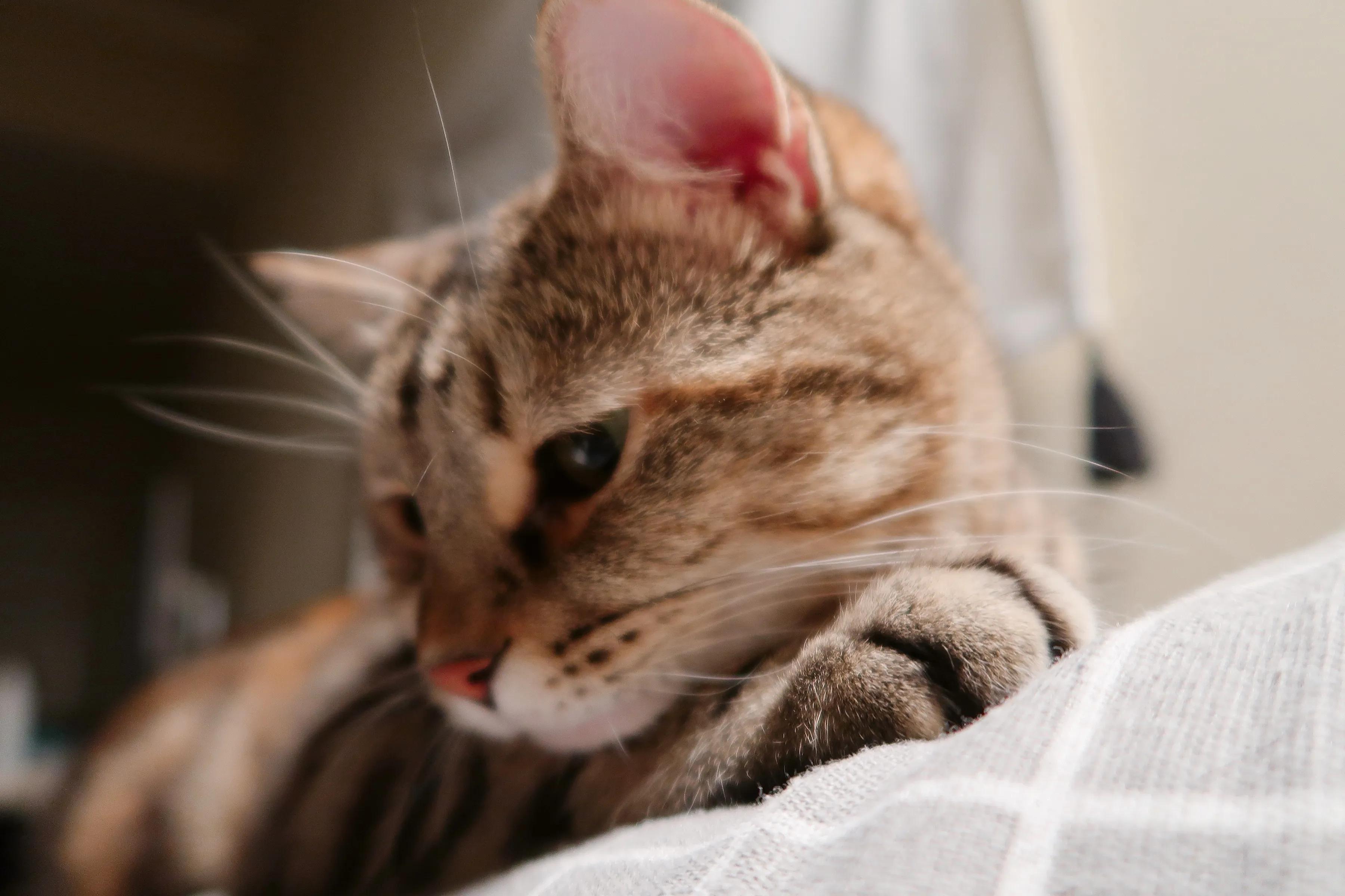 领养代替购买的内容,领养代替购买视频