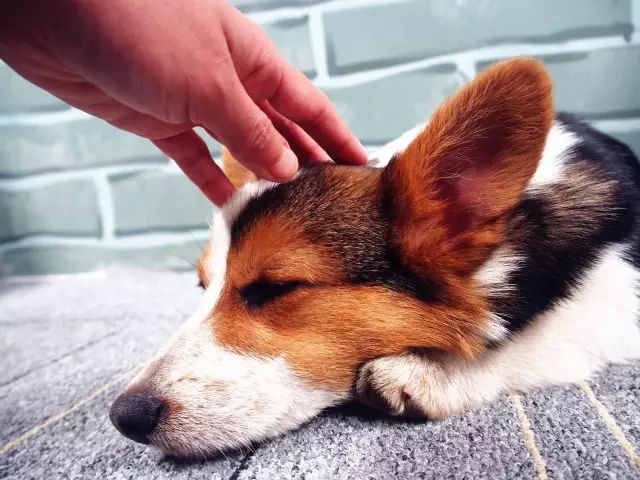 柯基生病了吃什么可以好,柯基幼犬生病了怎么办