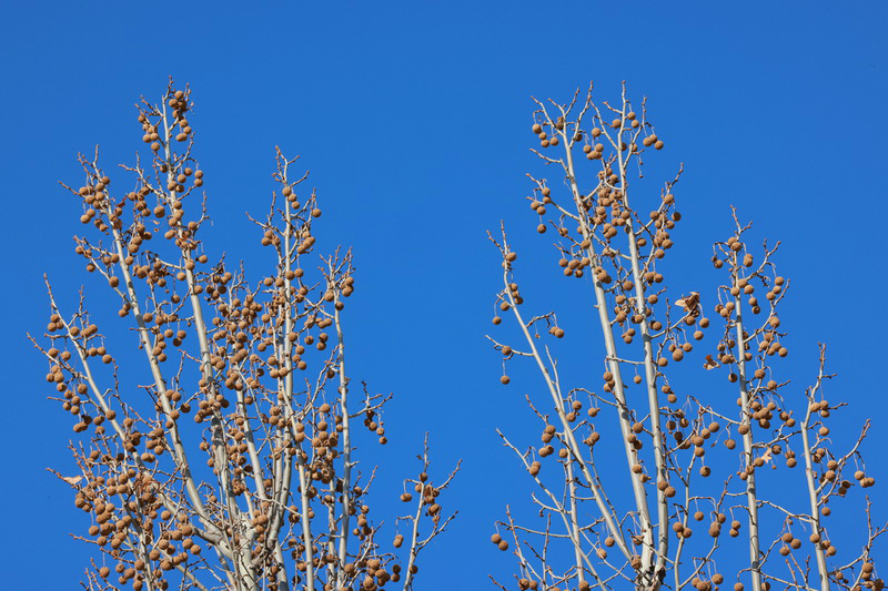 史上最轻便长焦利器佳能RF70-200mmF4L镜头评测