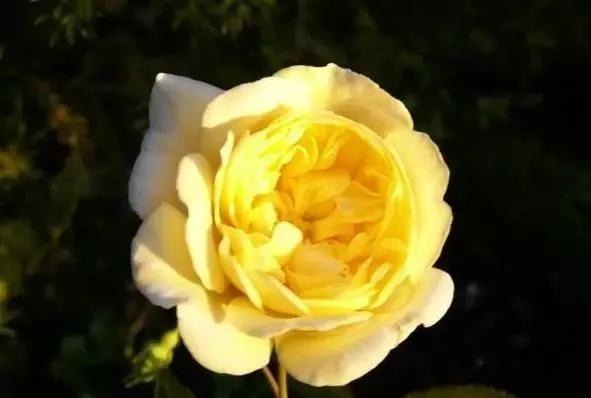 100种玫瑰图片大全,100种玫瑰鲜花你认识吗