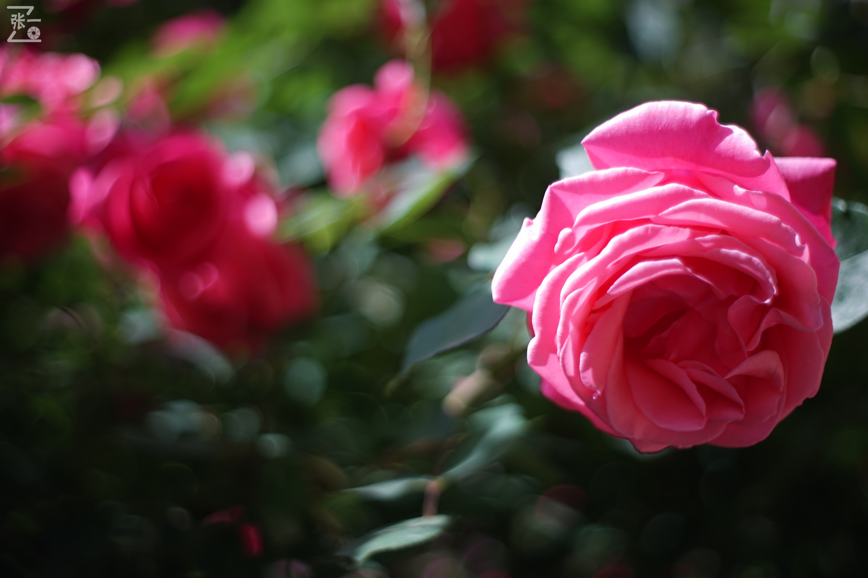 凤凰国产50mm镜头,凤凰索尼e口镜头