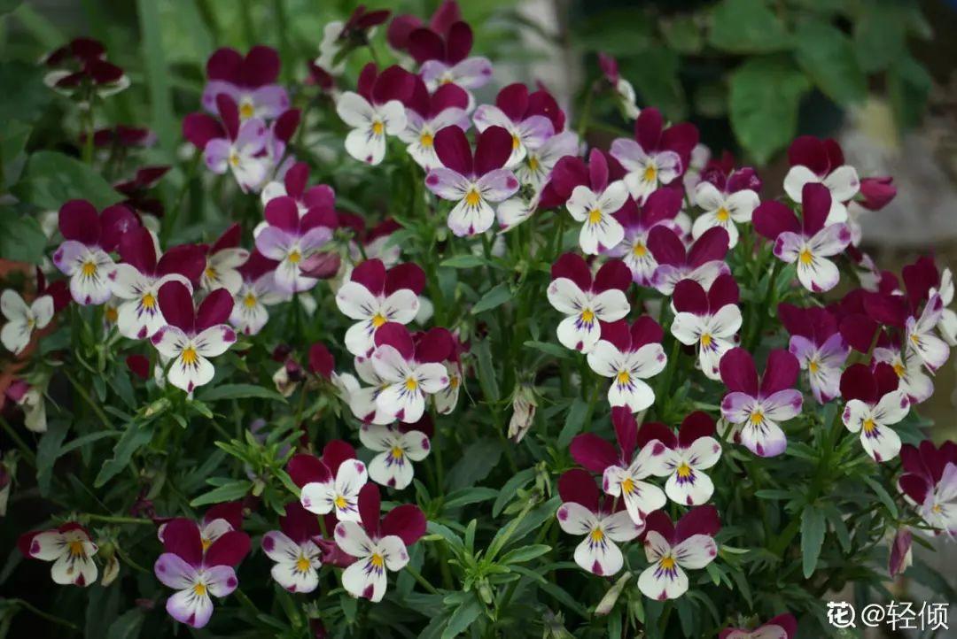 耐养的香水花,种室内香水花
