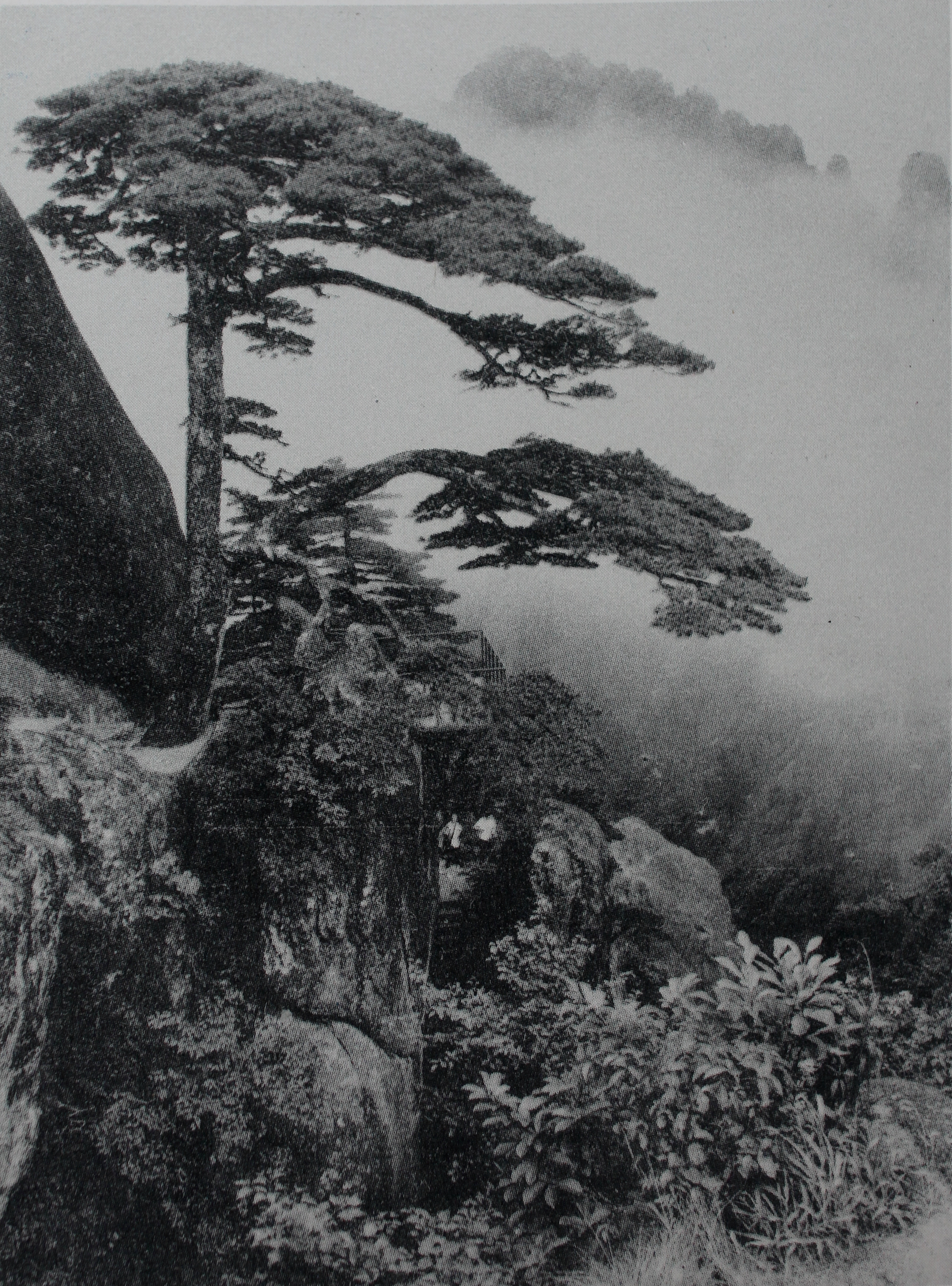 贵宾迎客松的真假辨别方法,黄山迎客松真假